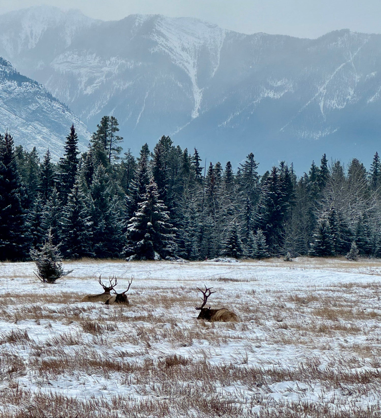 Three elk in a snowy field with mountains in the background